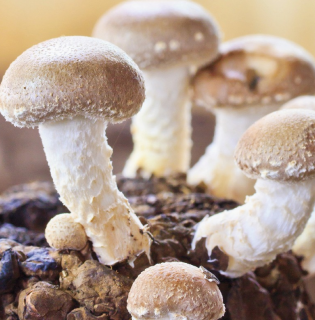 Medicinal Mushrooms - Nature's Most Powerful Immune Support